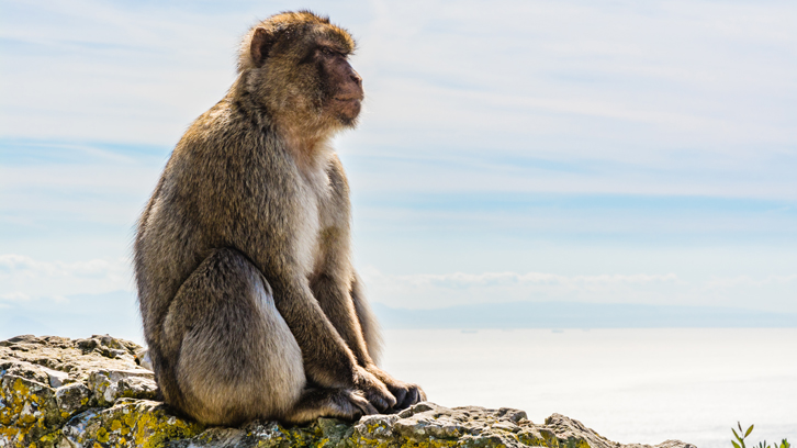 dents macacos avui en dia